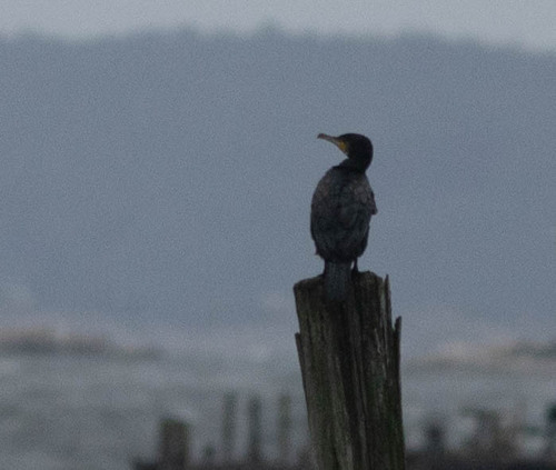 Great Cormorant