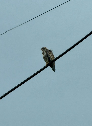Common Buzzard