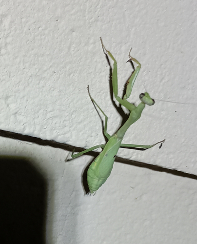 Carolina Mantis