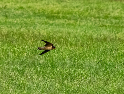 Golondrina tijereta observed by titomich