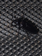 Callirhipidae