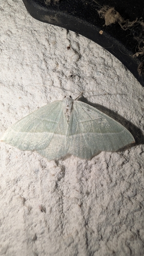 Light Emerald