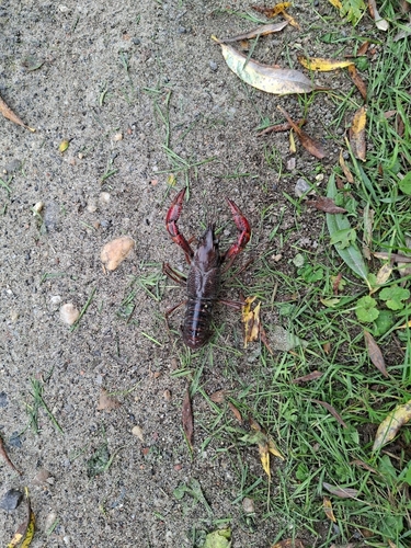 Red Swamp Crayfish