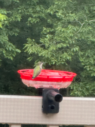 Ruby-throated Hummingbird