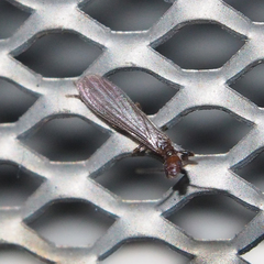 Oligotoma humbertiana