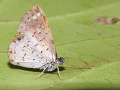 Parvospila cilissa