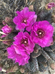 Opuntia basilaris brachyclada