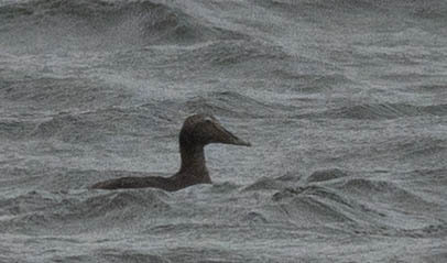 Common Eider