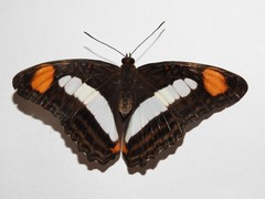 Adelpha paraena massilia