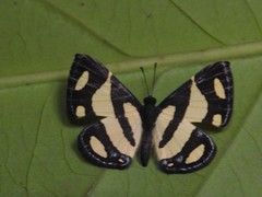 Baeotis zonata zonata