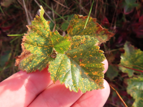 birch rust