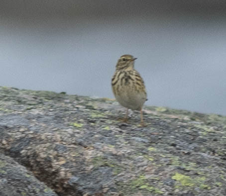 Meadow Pipit