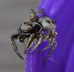 Habronattus cuspidatus