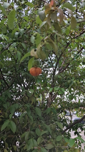 Surinam cherry