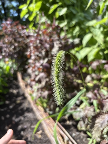 Setaria faberi, photograph 5