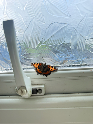Small Tortoiseshell