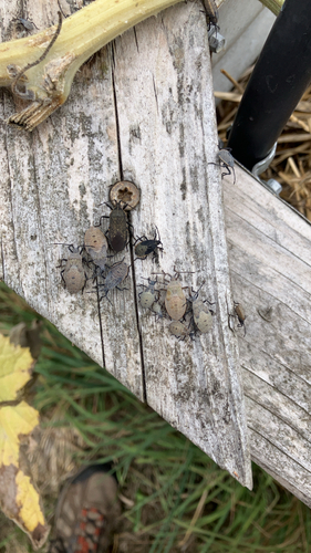 Squash Bug