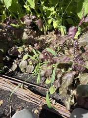 Setaria faberi, photograph (c) Mason Heberling, some rights reserved (CC BY)