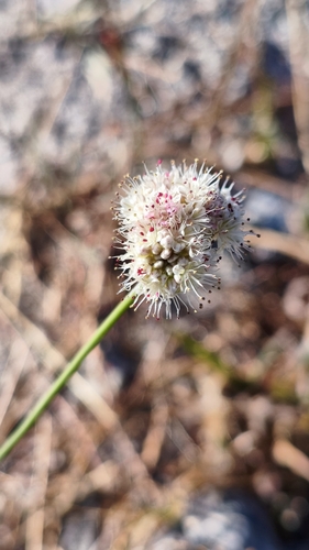 iNaturalist observation photo of Inyo wild buckwheat