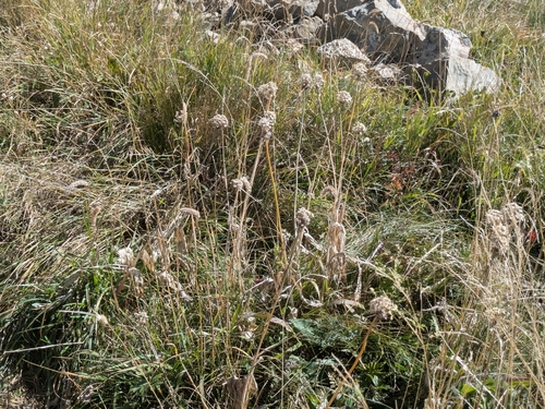 Alpine leek