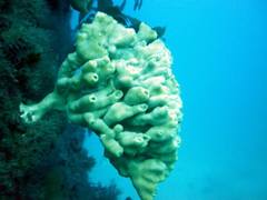 Callyspongia