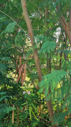 White leadtree