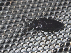 Callirhipidae