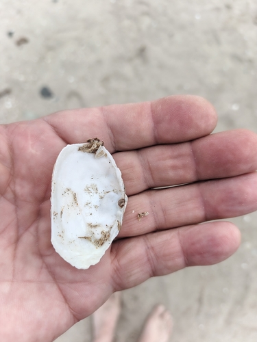 Soft-shelled Clam
