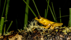 Dendropsophus columbianus