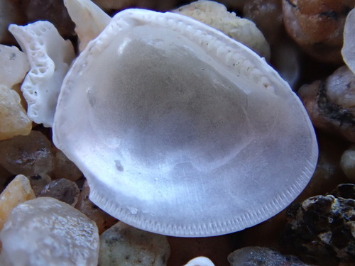 Nucula proxima observed 2026-09-15