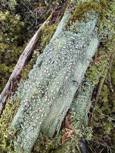 Candy Lichen
