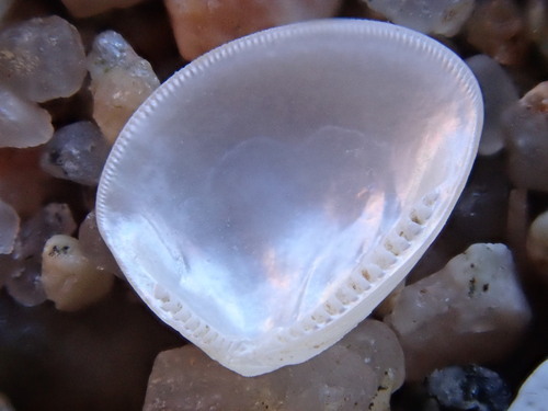 Nucula proxima observed 2026-09-15