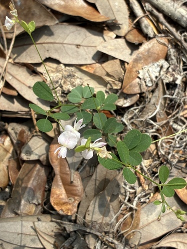 Lespedeza repens, photograph 2