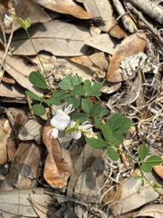 author not stated, no rights reserved Lespedeza repens, photograph author not stated, no rights reserved