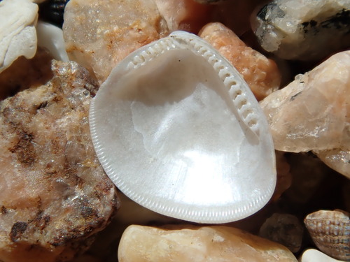 Nucula proxima observed 2026-09-15