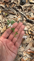 author not stated, no rights reserved Lespedeza repens, photograph author not stated, no rights reserved