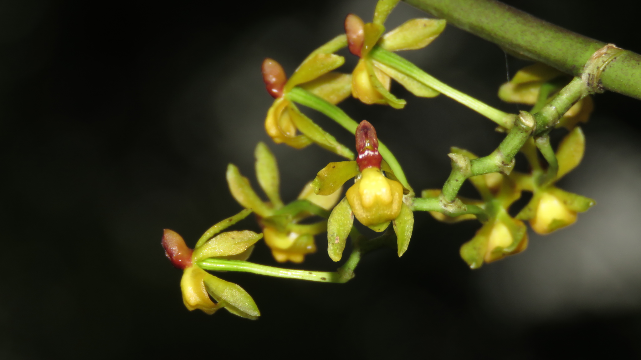 Cyrtochilum murinum (Rchb.f.) Kraenzl.