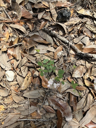 Lespedeza repens, photograph 5