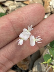 author not stated, no rights reserved Lespedeza repens, photograph author not stated, no rights reserved