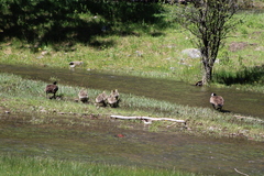 Branta canadensis moffitti