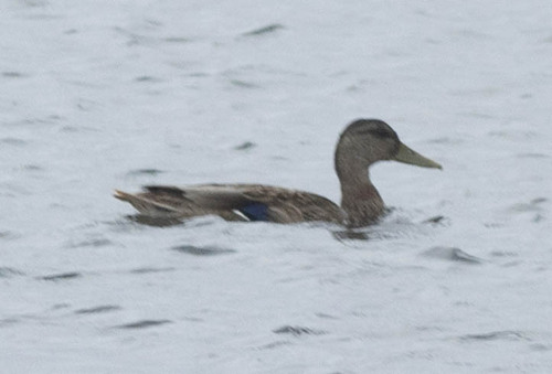 Mallard