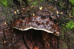 Ganoderma australe
