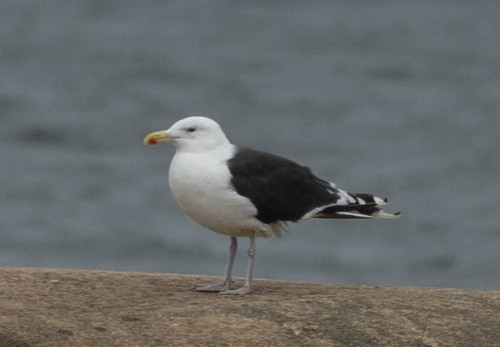 Great Black-backed Gull