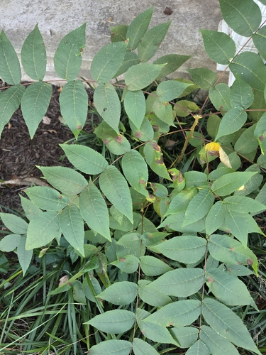 eastern black walnut
