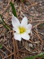 Zephyranthes fosteri