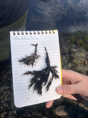 Odonthalia floccosa observed 2026-09-15