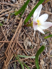 Zephyranthes fosteri