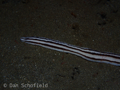 Baseodiscus quinquelineatus
