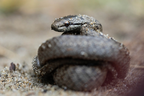 Smooth Snake