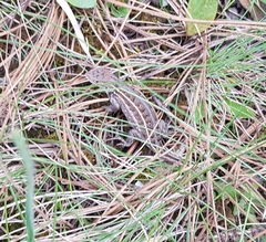 Sceloporus aeneus
